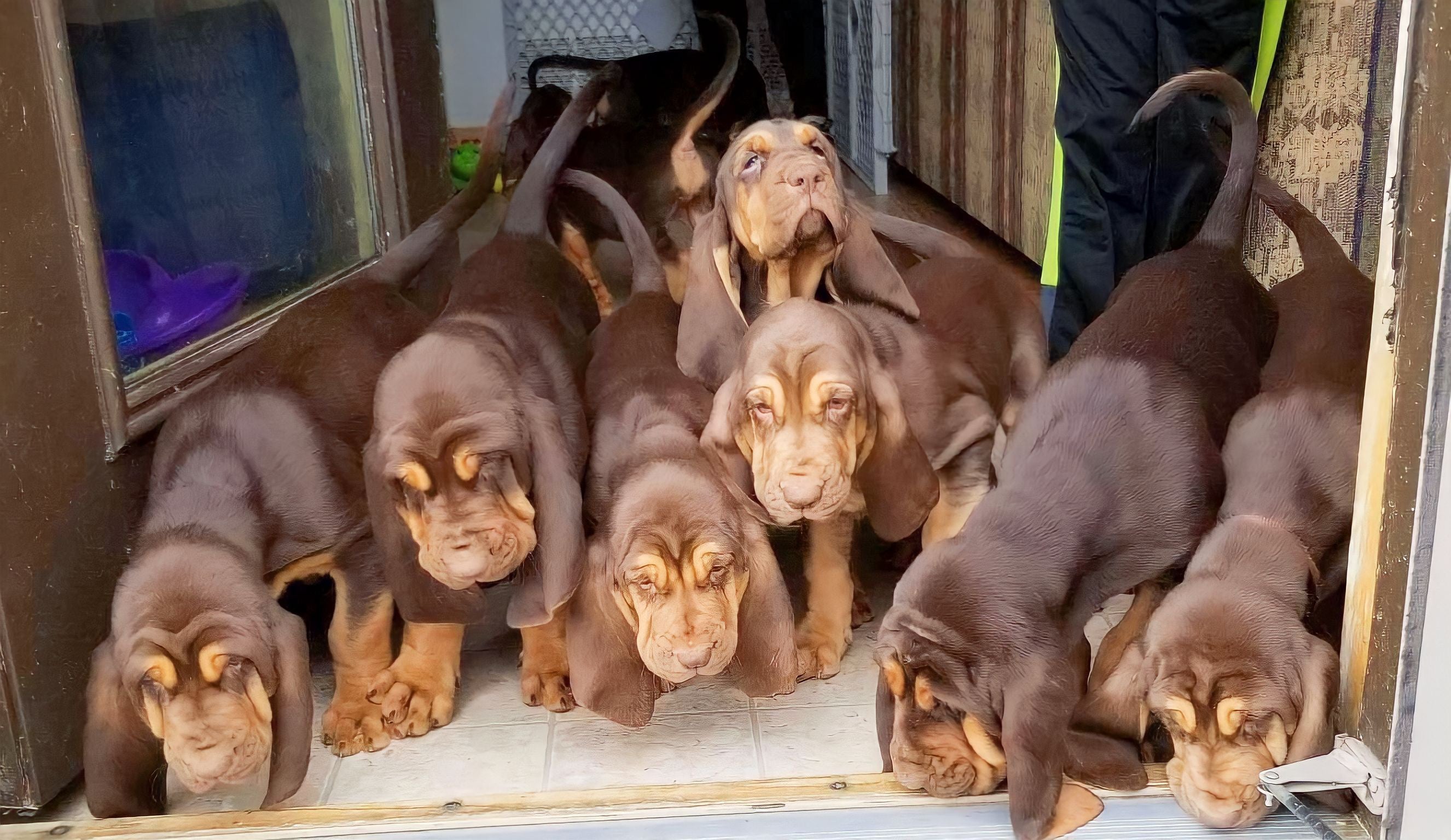 Ozark mountain hot sale puppies